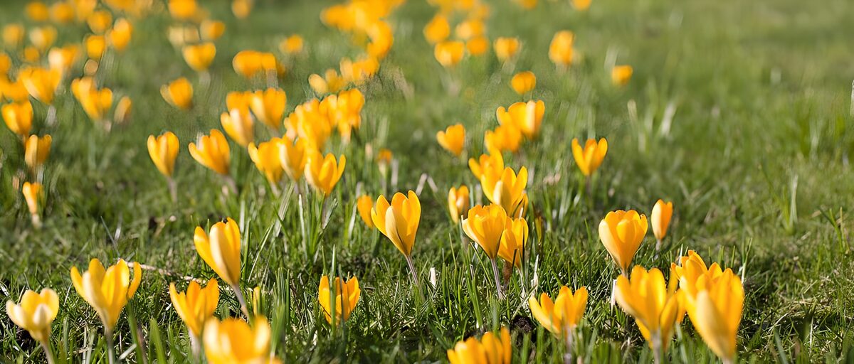 Golden Yellow Crocuses in Bloom