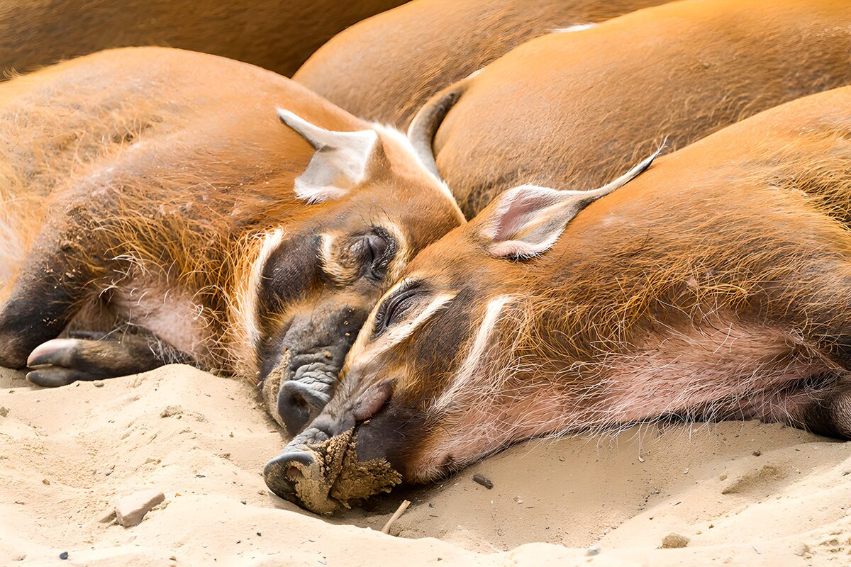 Peaceful Slumber of Banded Wild Boars