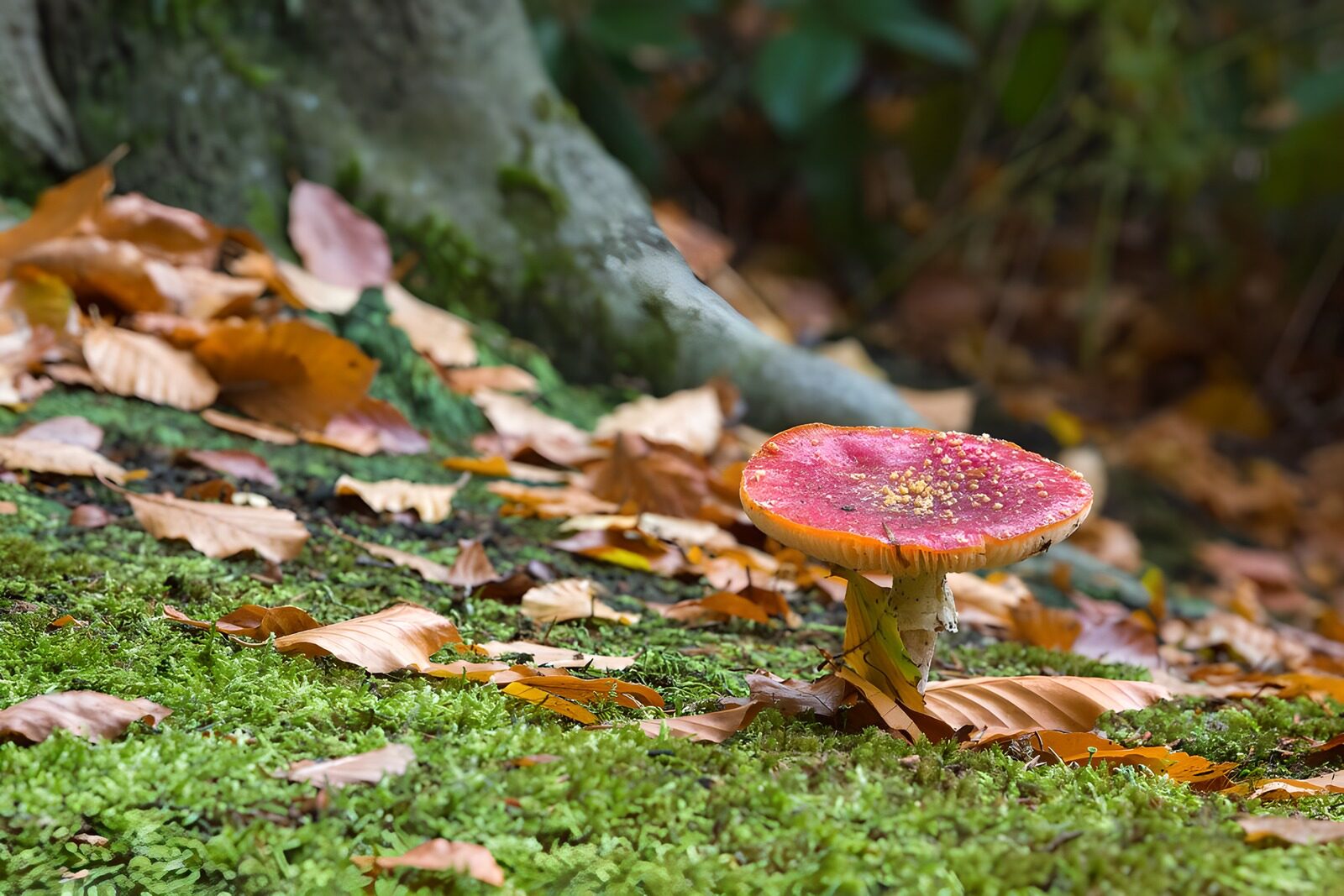 OCCOM3900258: Enchanted Forest Mushroom