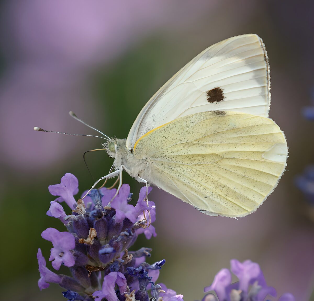 Delicate Butterfly on Lavender Blossom