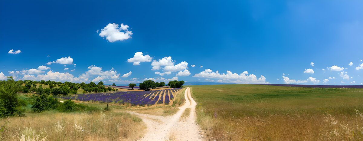 Lavender Fields Under a Blue Sky