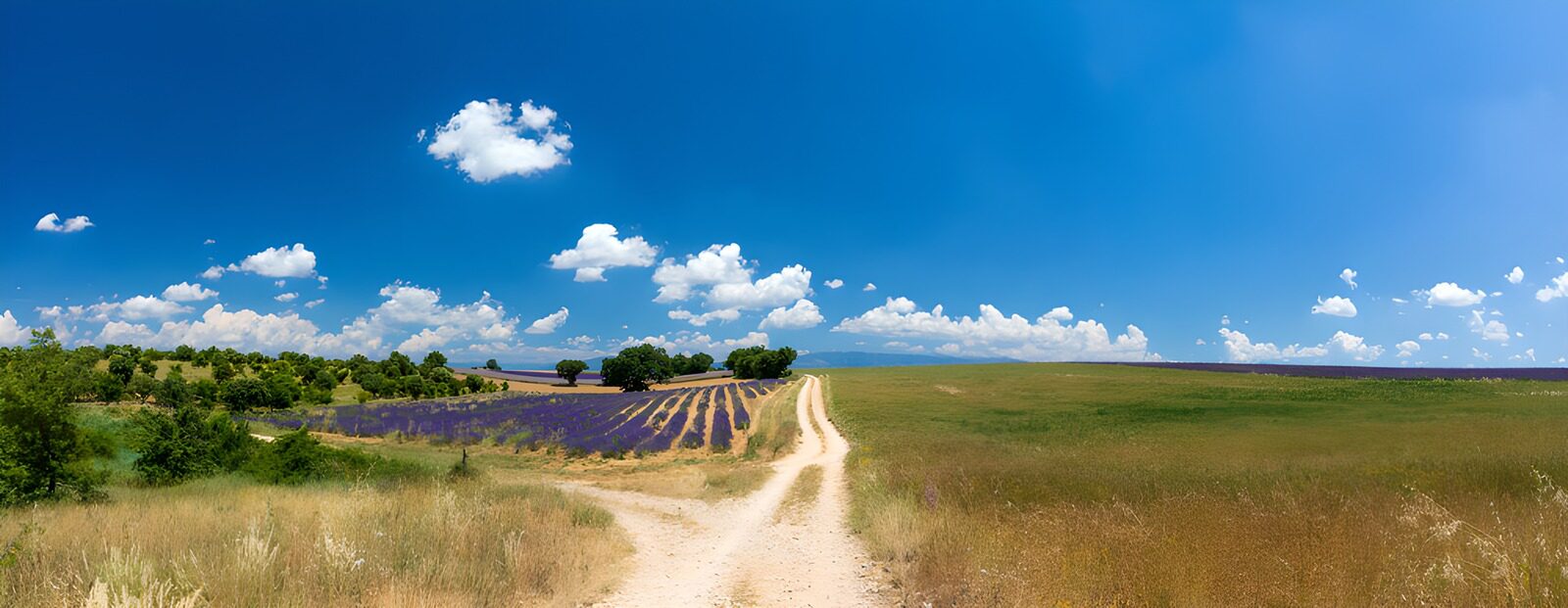 OCCOM2235705: Lavender Fields Under a Blue Sky