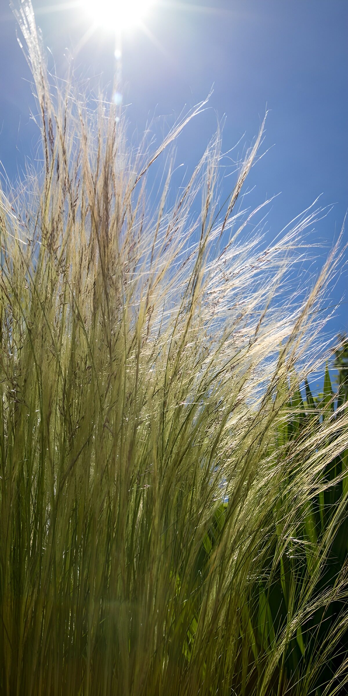 OCCOM9150286: Sunlit Grass in Serenity