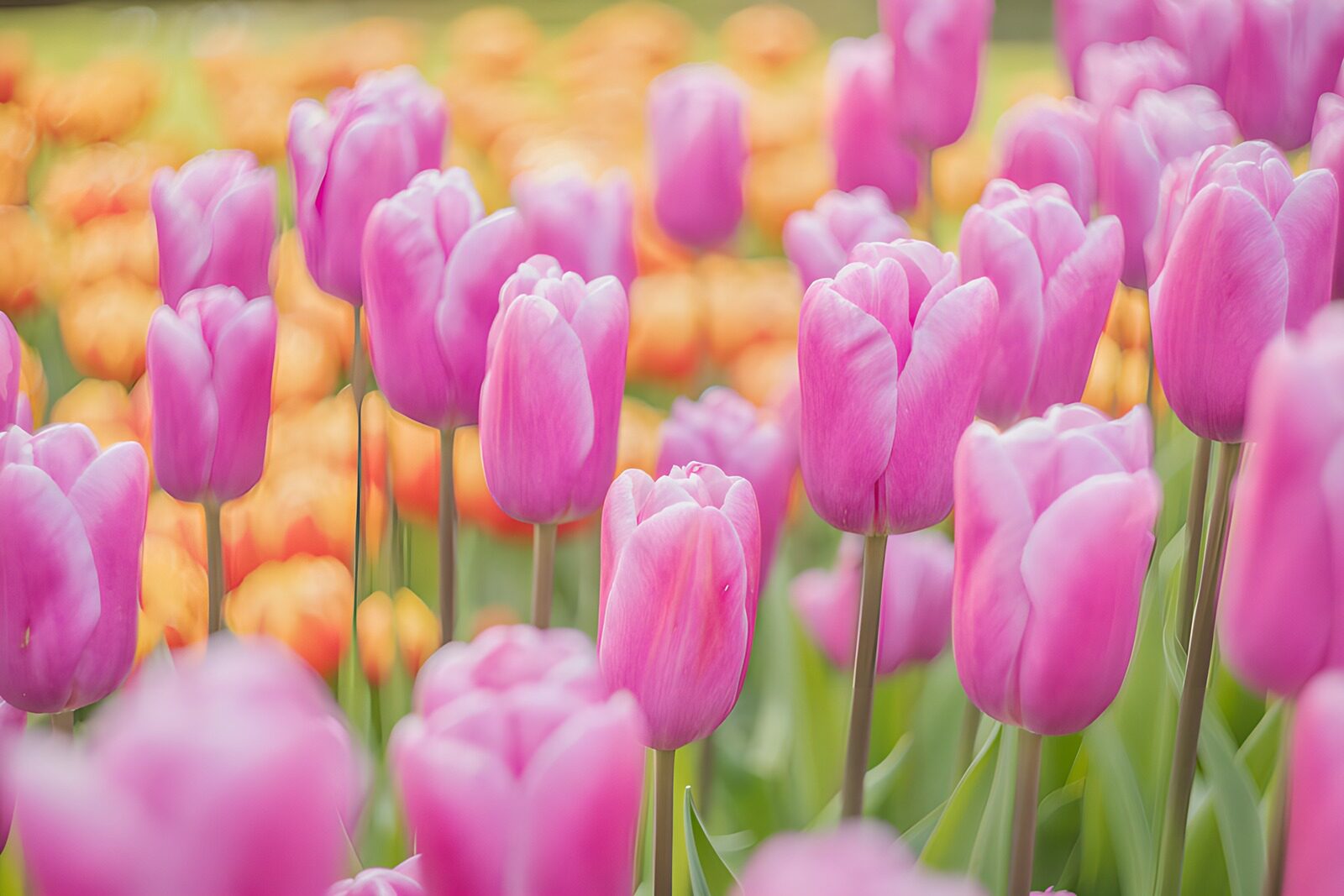 OCCOM8506067: Vibrant Pink Tulips in Bloom