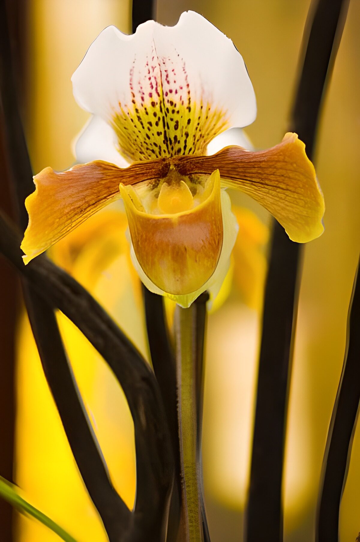 Exotic Orchid in Bloom