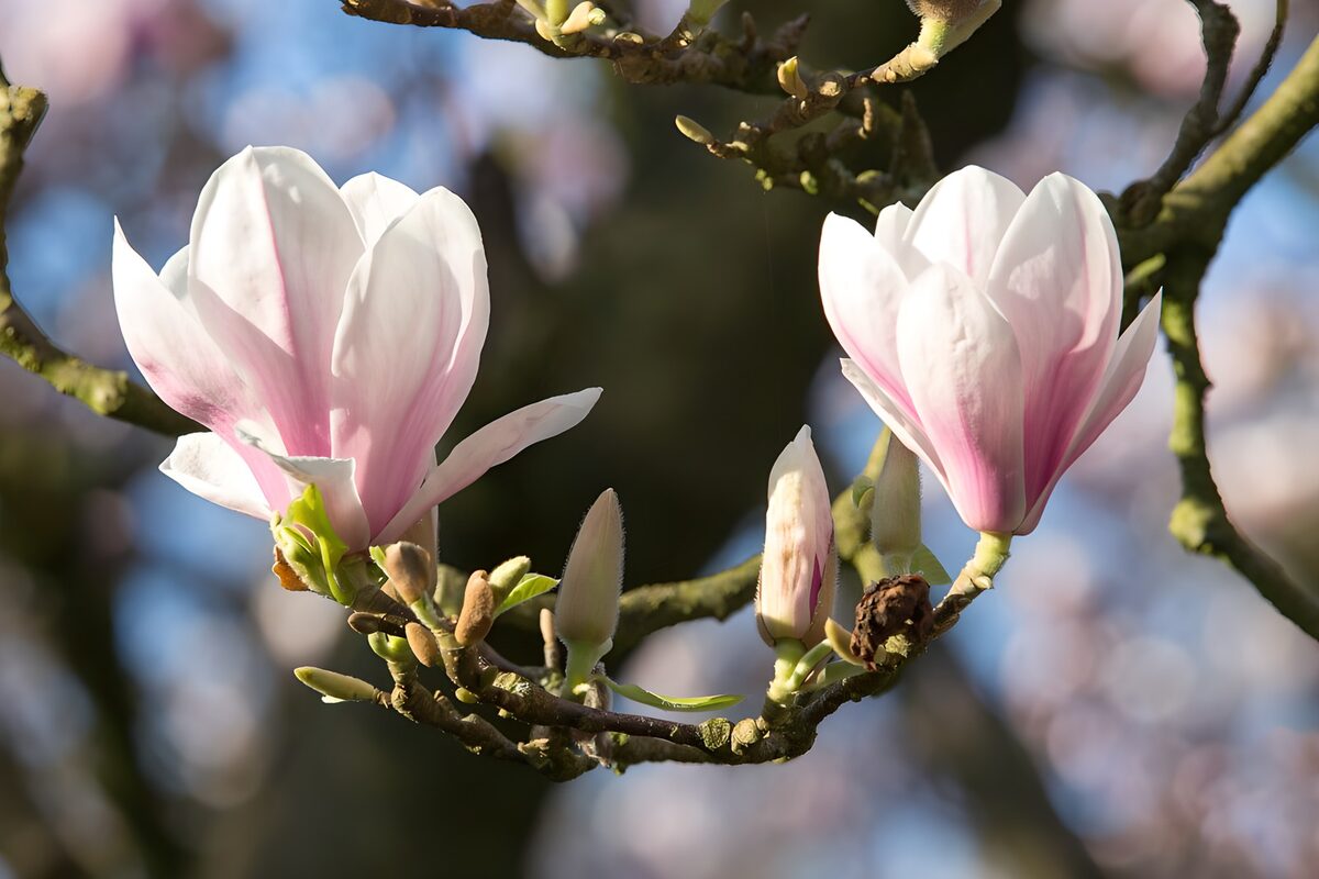 Elegant Magnolia Blossoms in Bloom