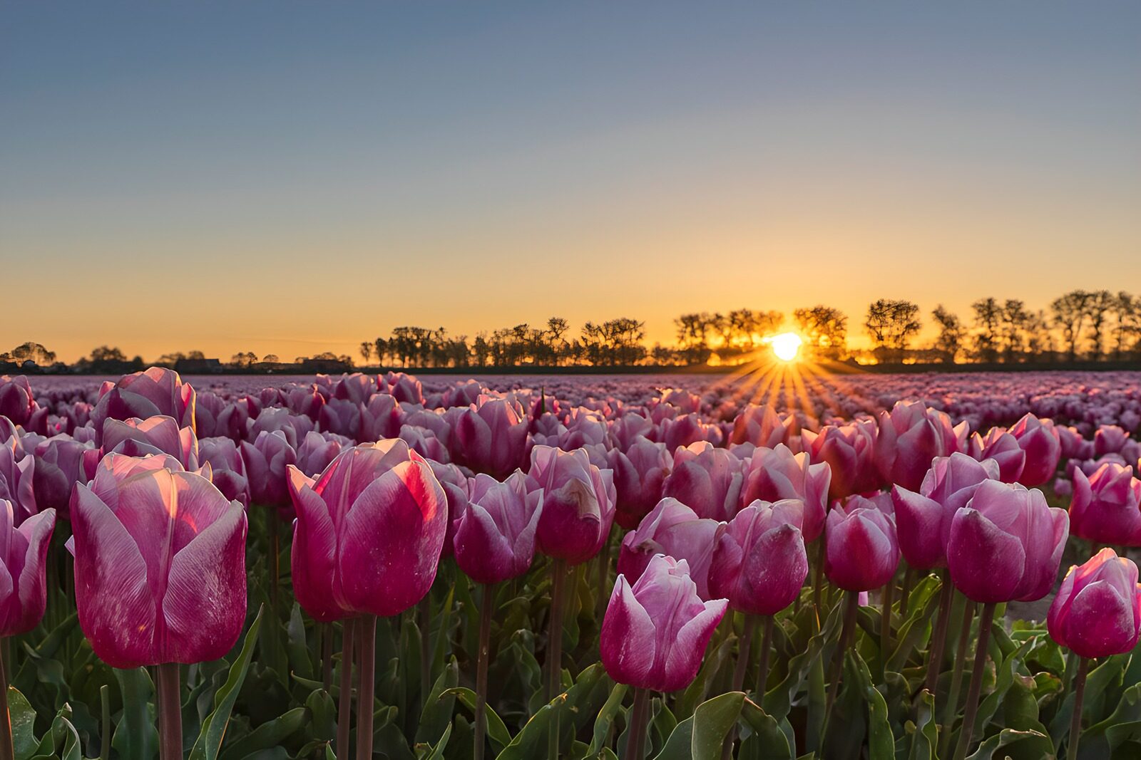 OCCOM8776933: Tulip Field at Sunrise