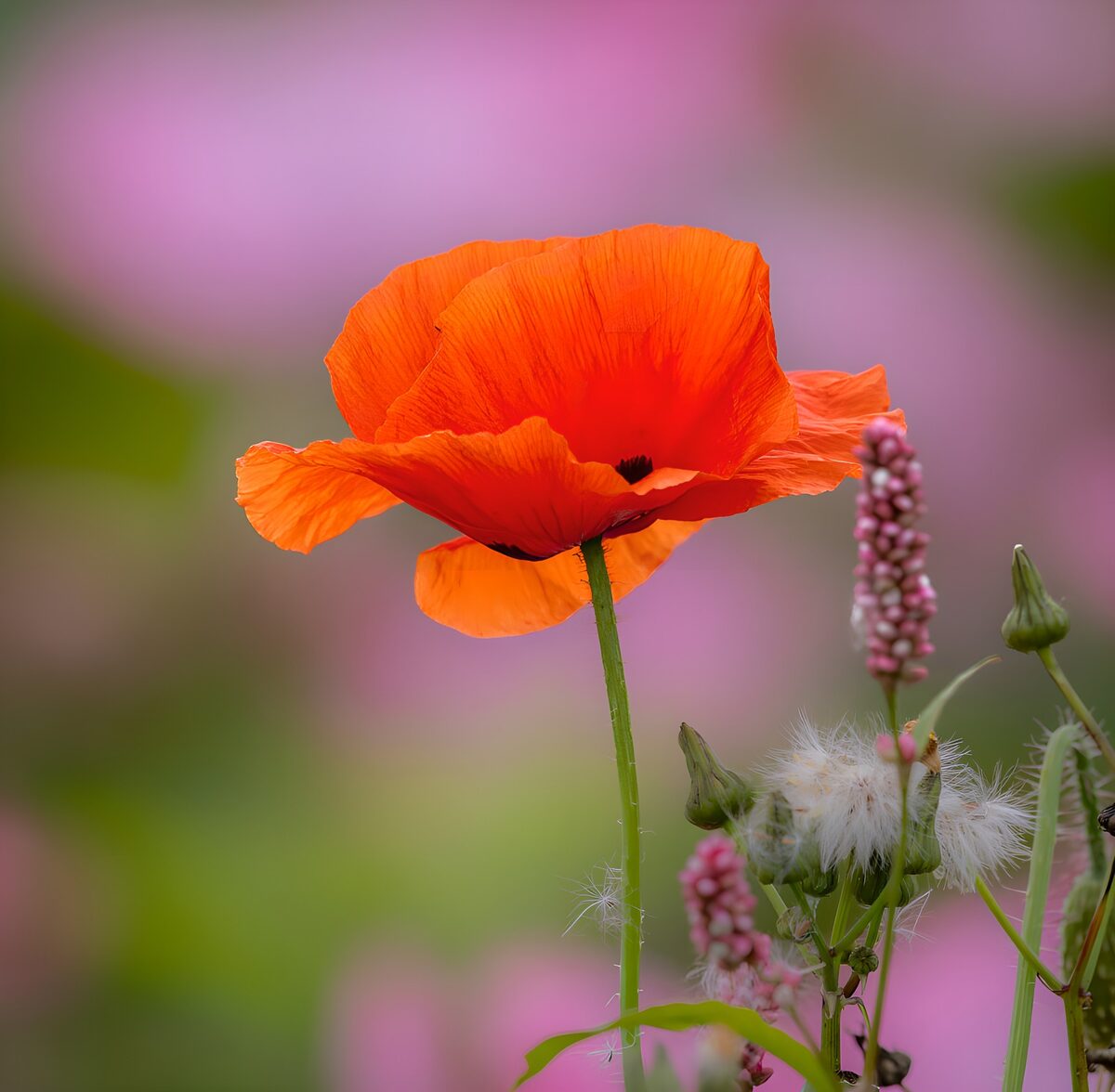 OCCOM8969336: Vibrant Orange Poppy in Bloom