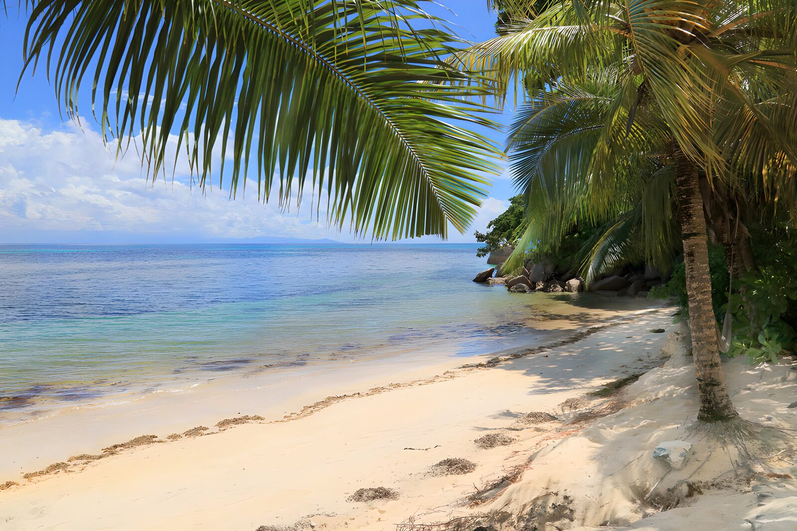OCCOM2216395: Tropical Paradise by the Sea