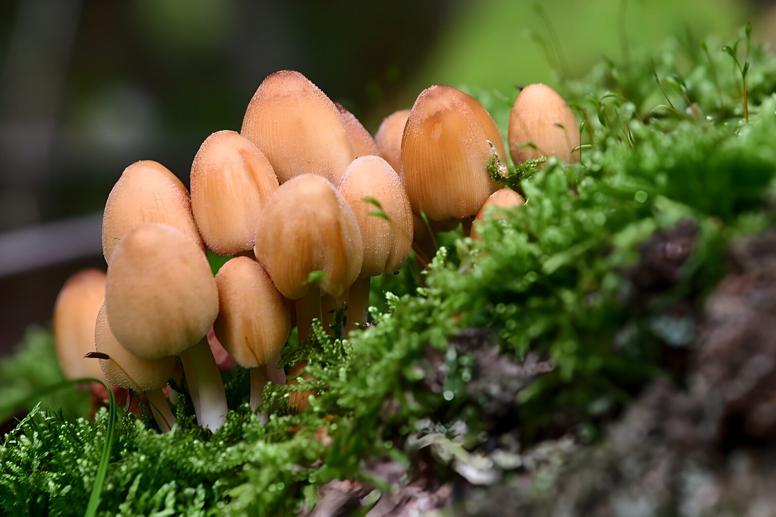 OCCOM6556871: Delicate Mushroom Cluster on Moss