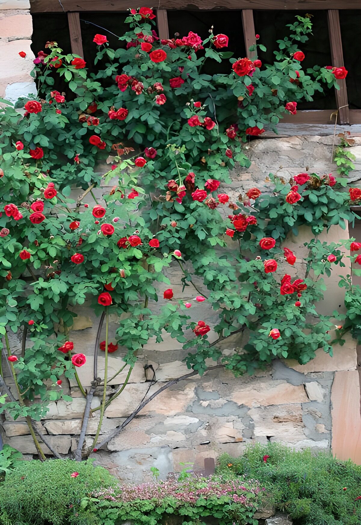 Vibrant Red Roses Against a Stone Wall