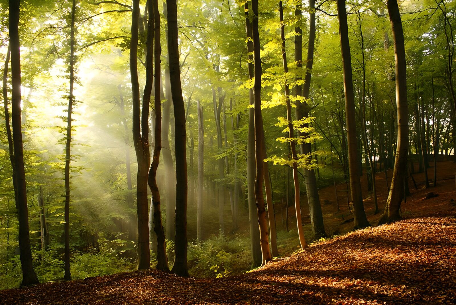 OCCOM7800883: Sunlit Forest Serenity