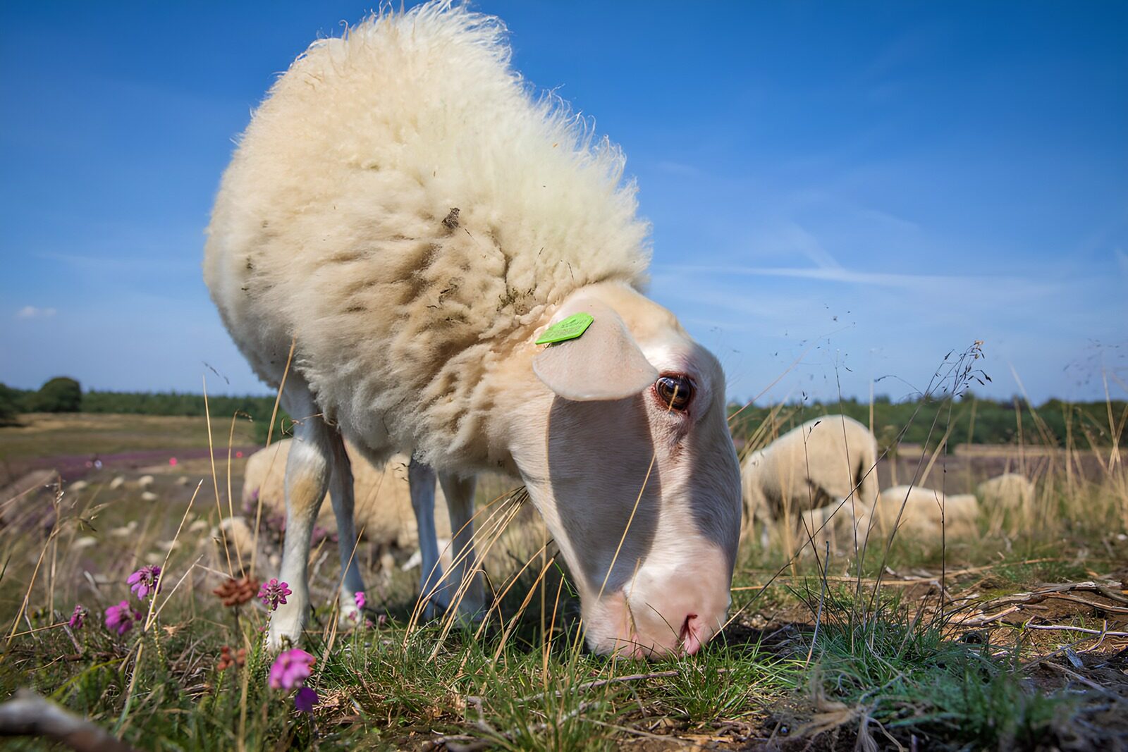 OCCOM8638472: Grazing Sheep Under a Blue Sky