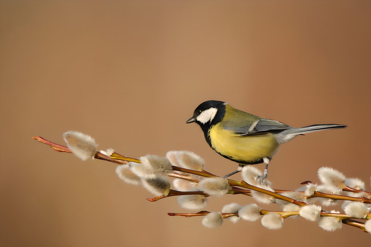 Beautiful Great Tit on Willow Branch