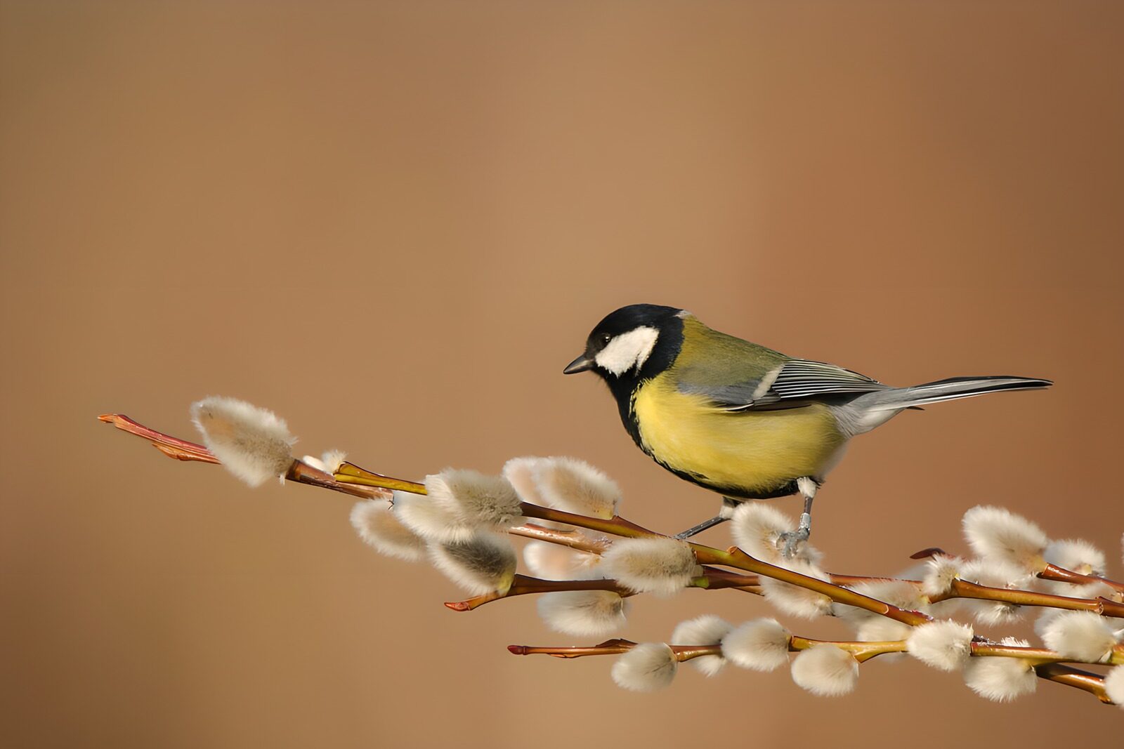 OCCOM2409518: Beautiful Great Tit on Willow Branch