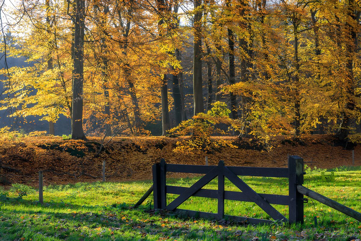 Autumn Serenity in the Forest