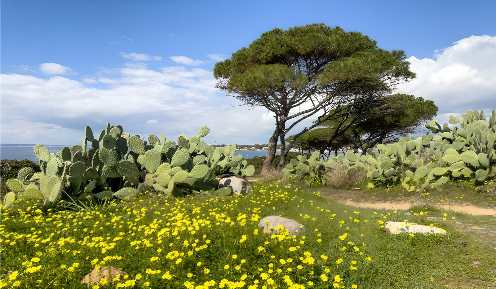 OCCOM7770358: Coastal Serenity with Cacti and Wildflowers