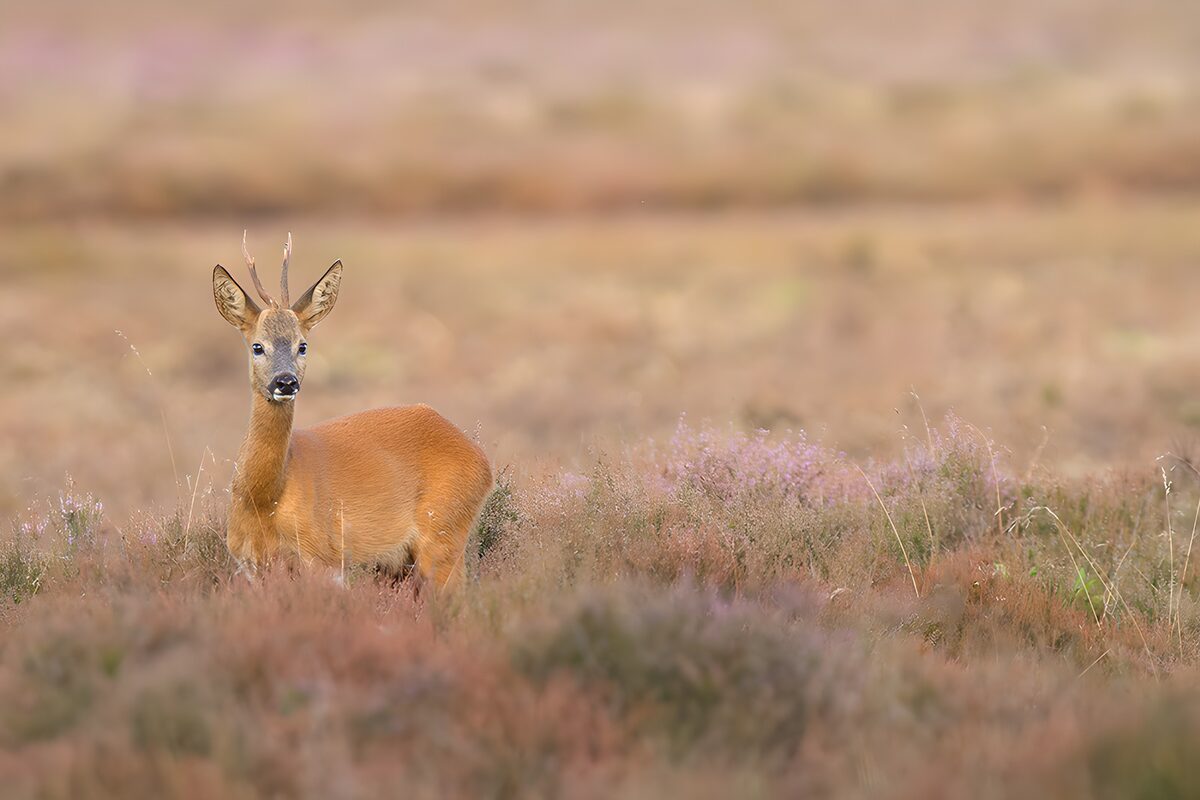 Majestic Roe Deer in Beautiful Heather Field