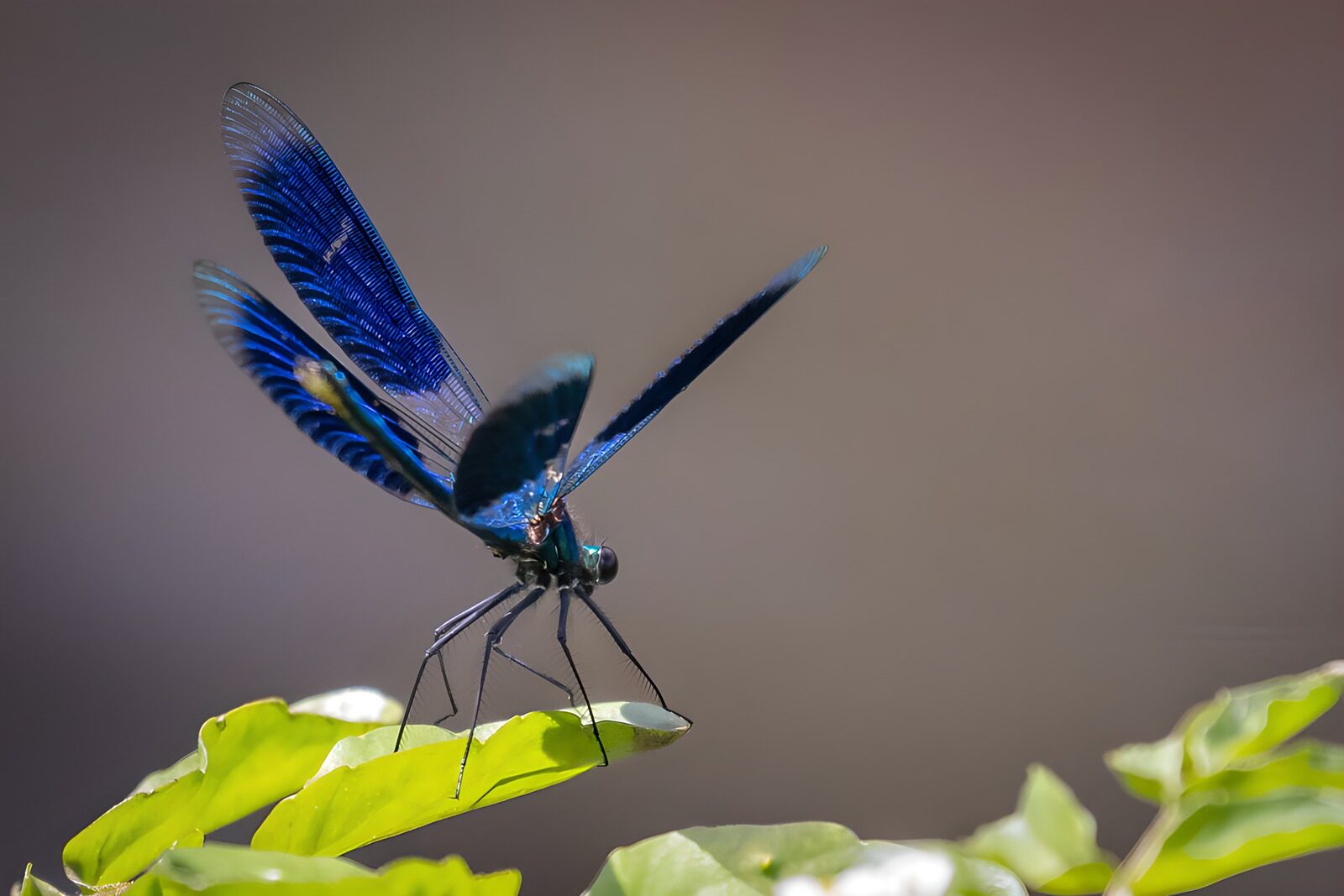 OCCOM9818966: Blue Dragonfly on Leaf