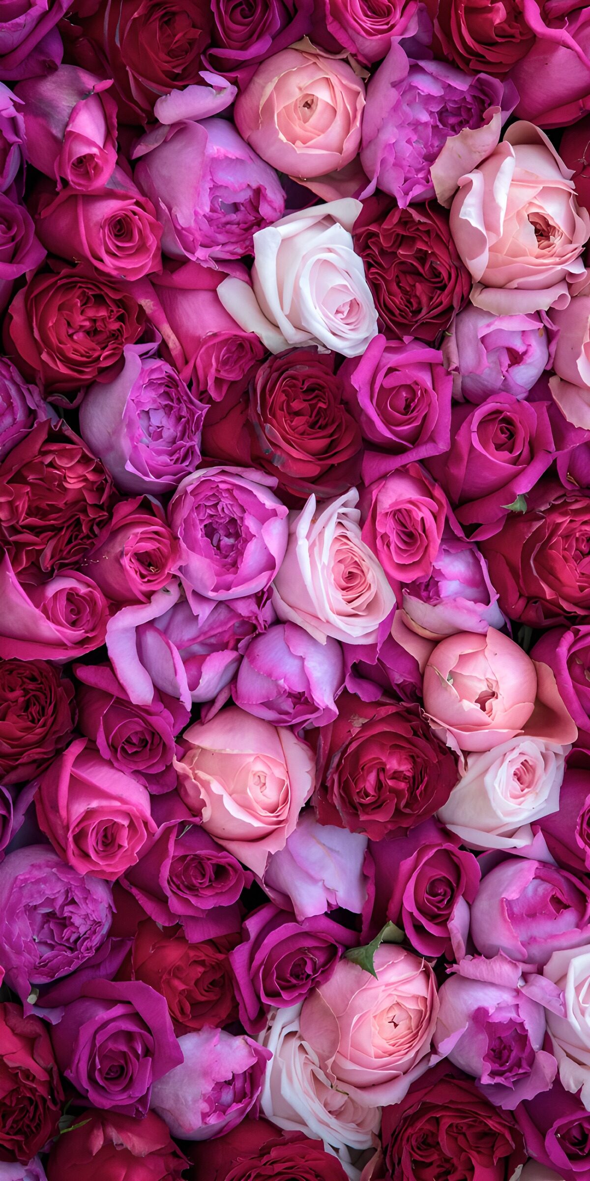 "Rose Blossom Harmony"