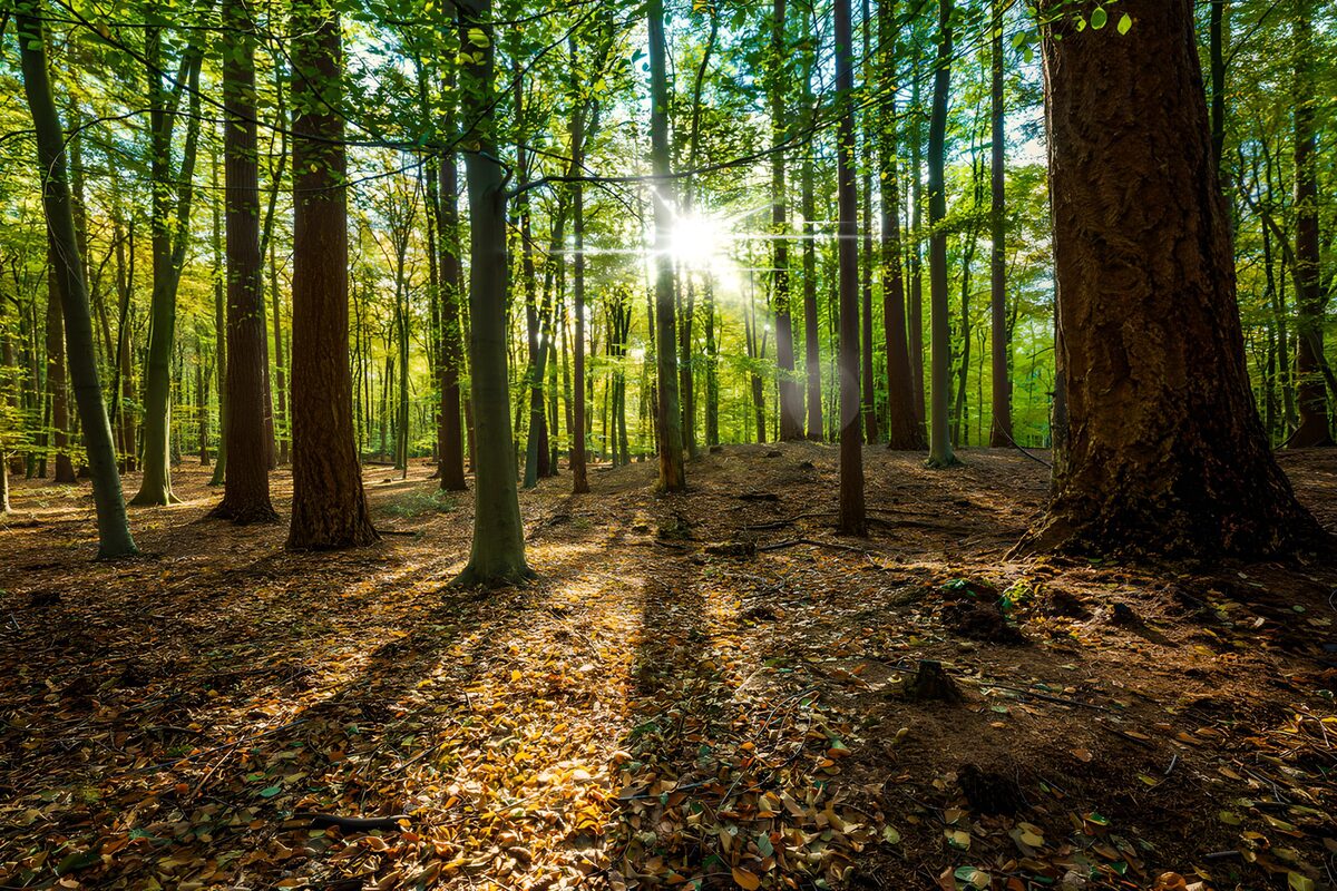 Sunlight Through the Forest Canopy