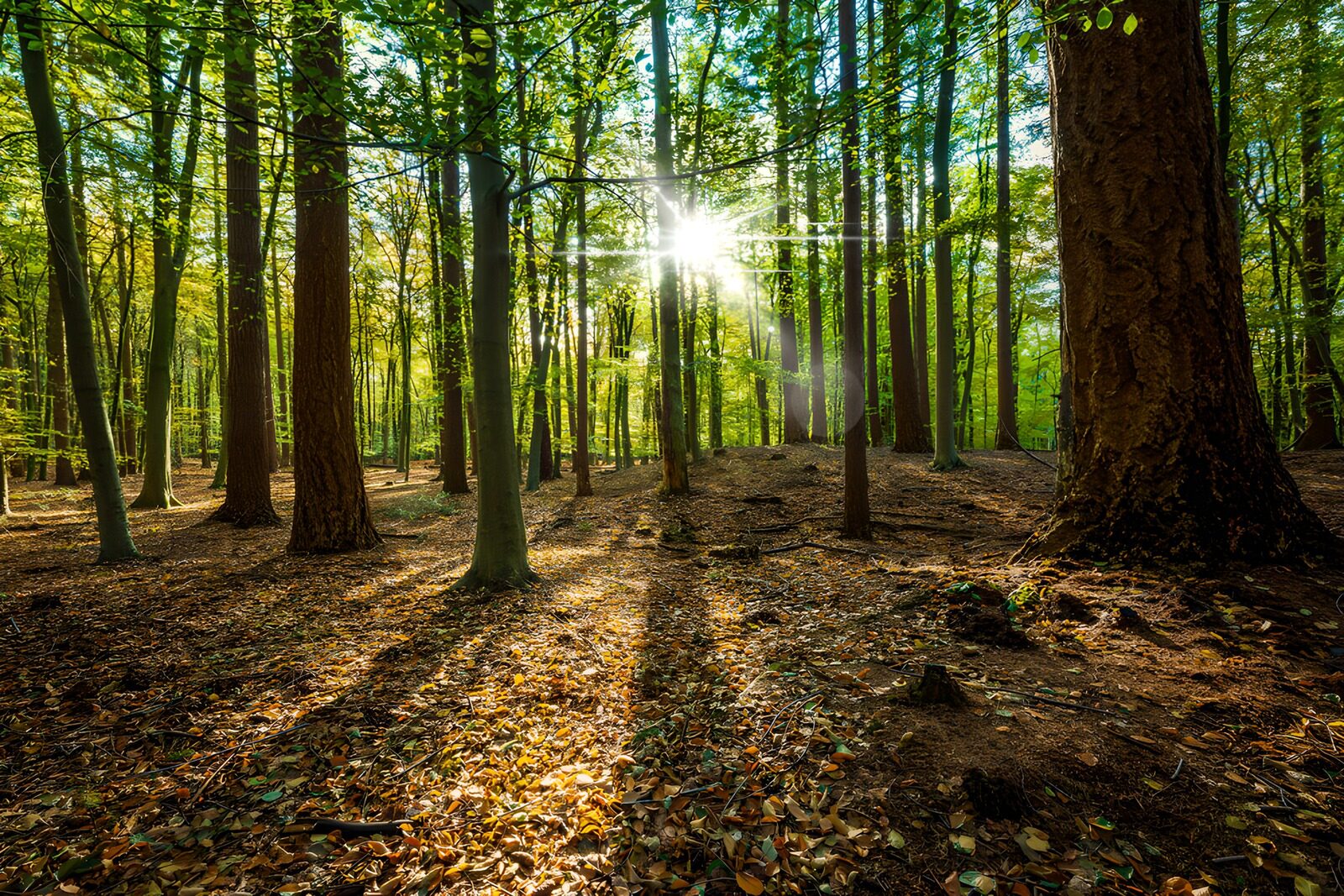 OCCOM2260307: Sunlight Through the Forest Canopy