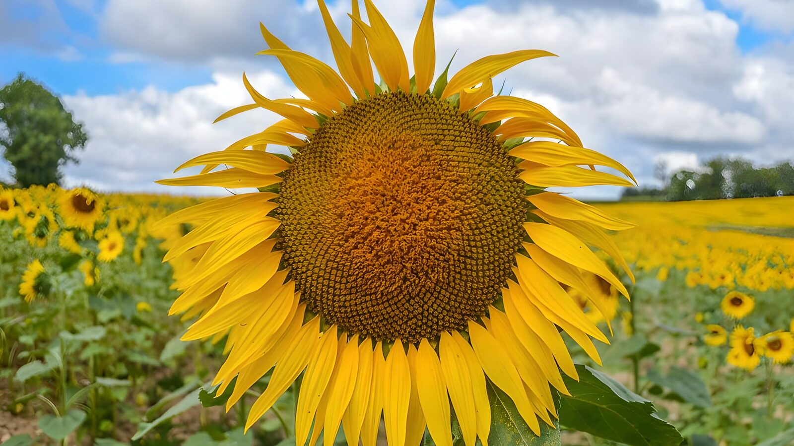 OCCOM6091473: Bright Sunflower in Full Bloom