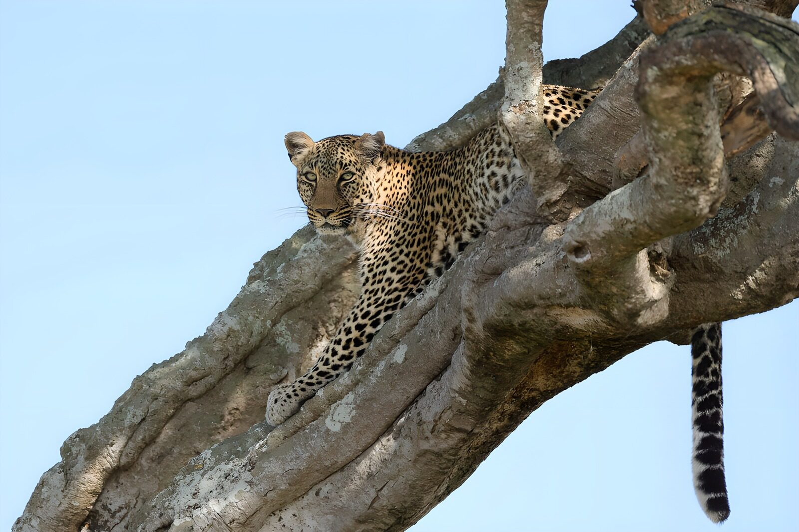 OCCOM5480519: Majestic Leopard in a Tree