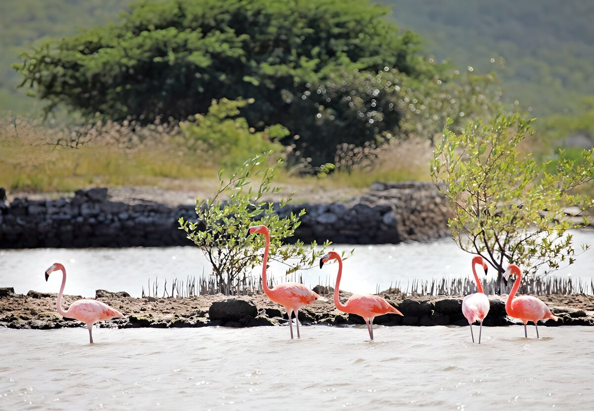 OCCOM7007107: Graceful Flamingos in Their Habitat