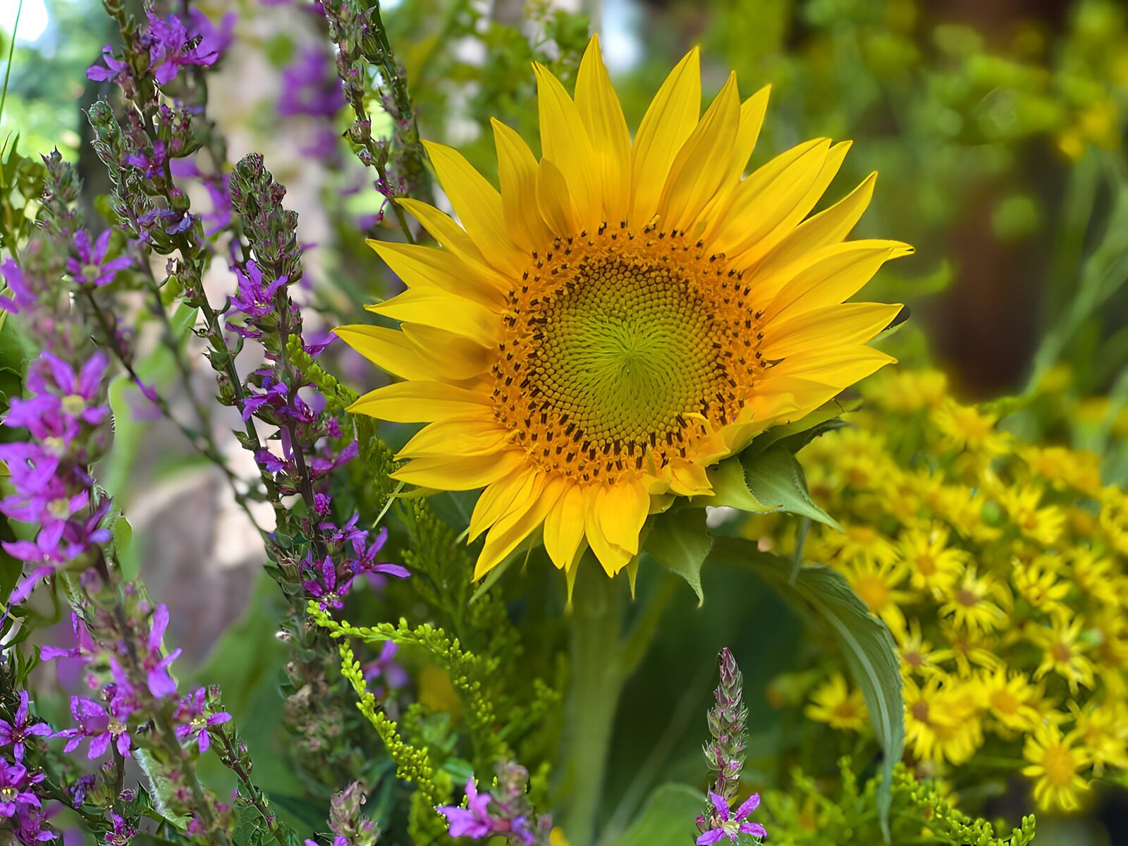 OCCOM5196689: Sunflower Among Colorful Wildflowers