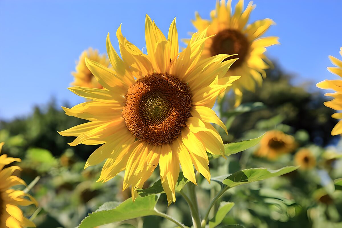 Sunflower Bliss on a Clear Day