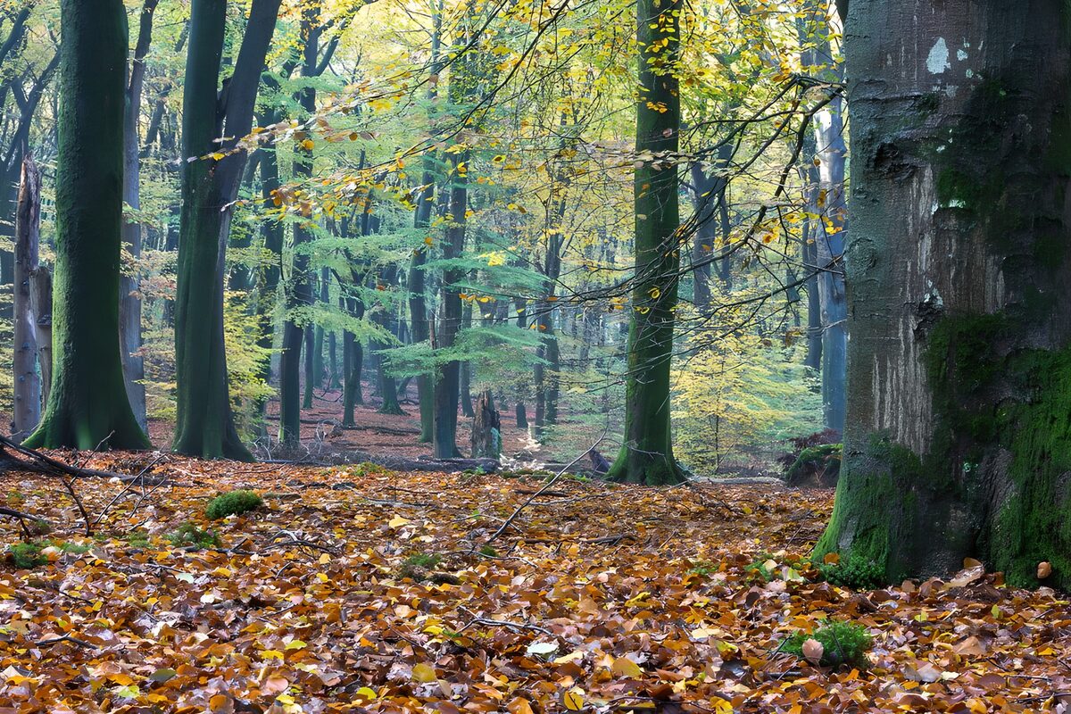 Serene Autumn Woods