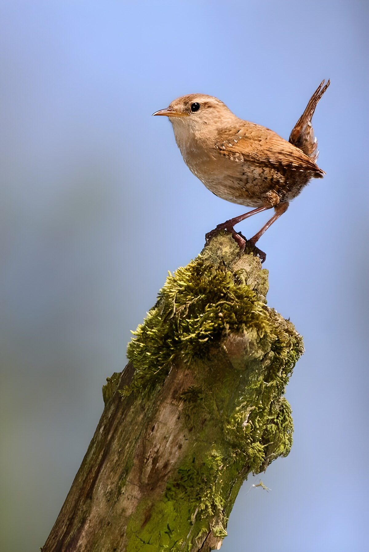 OCCOM8660342: Perched Wren on a Mossy Stump