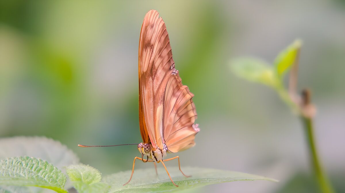 Elegant Butterfly on Green Leaf