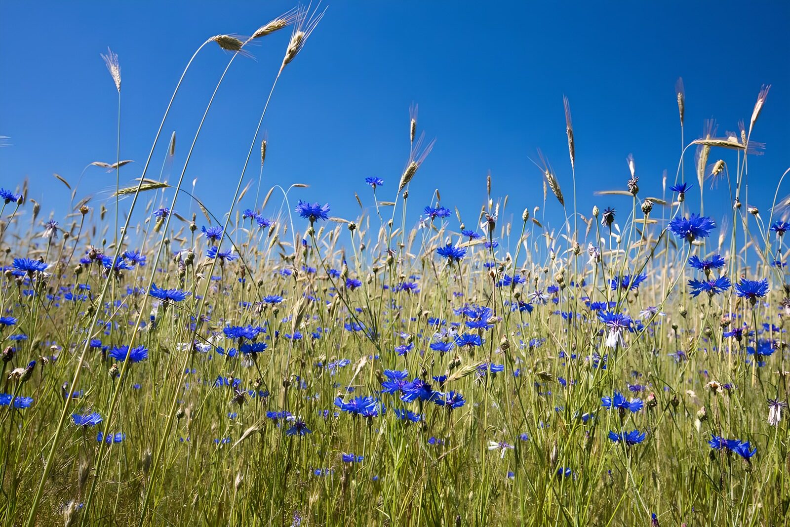 OCCOM9818403: Blue Flower Meadow Against Clear Sky