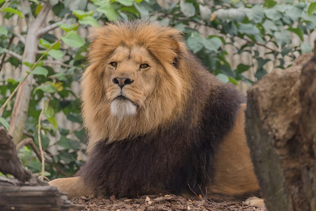 Majestic Lion in a Natural Habitat
