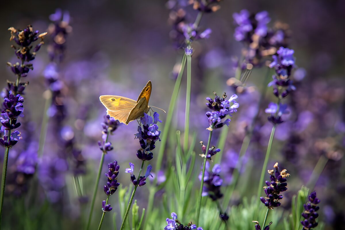 Butterfly Among Lavender Blooms