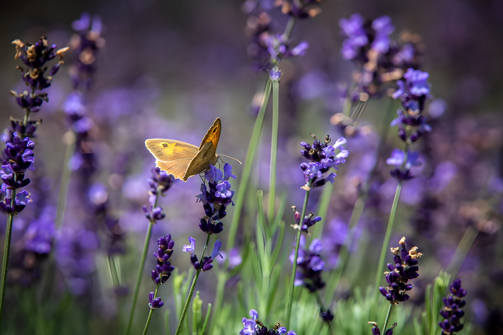 OCCOM8769716: Butterfly Among Lavender Blooms