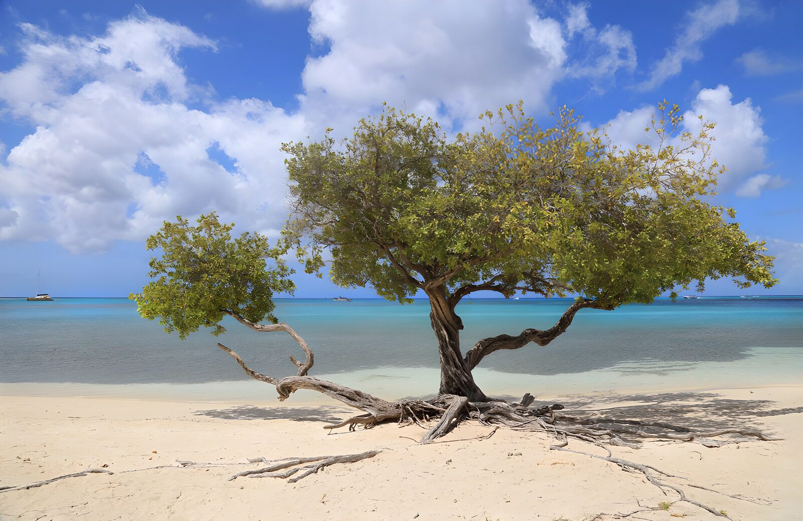 OCCOM8724503: Solitary Tree by the Serene Shore
