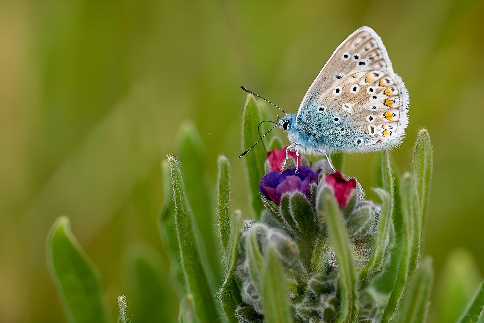 OCCOM5959747: Delicate Butterfly on Vibrant Bloom