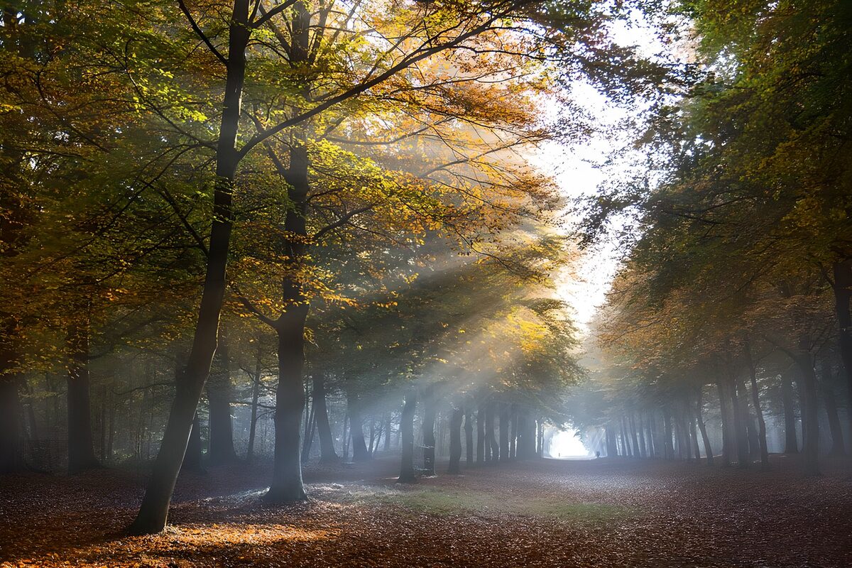 Enchanted Autumn Forest Pathway