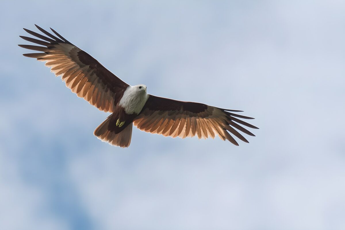 Majestic Eagle Gliding in the Sky