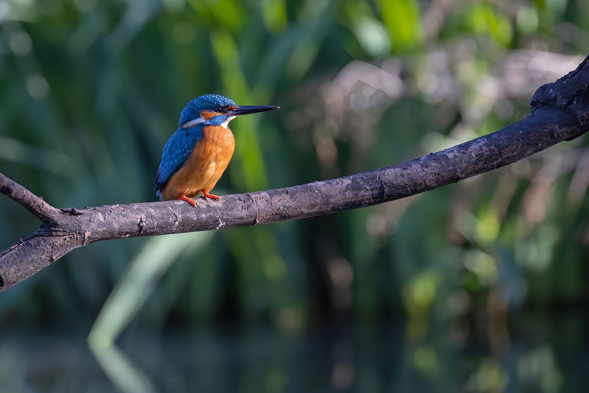 OCCOM8657306: Vibrant Kingfisher on a Branch