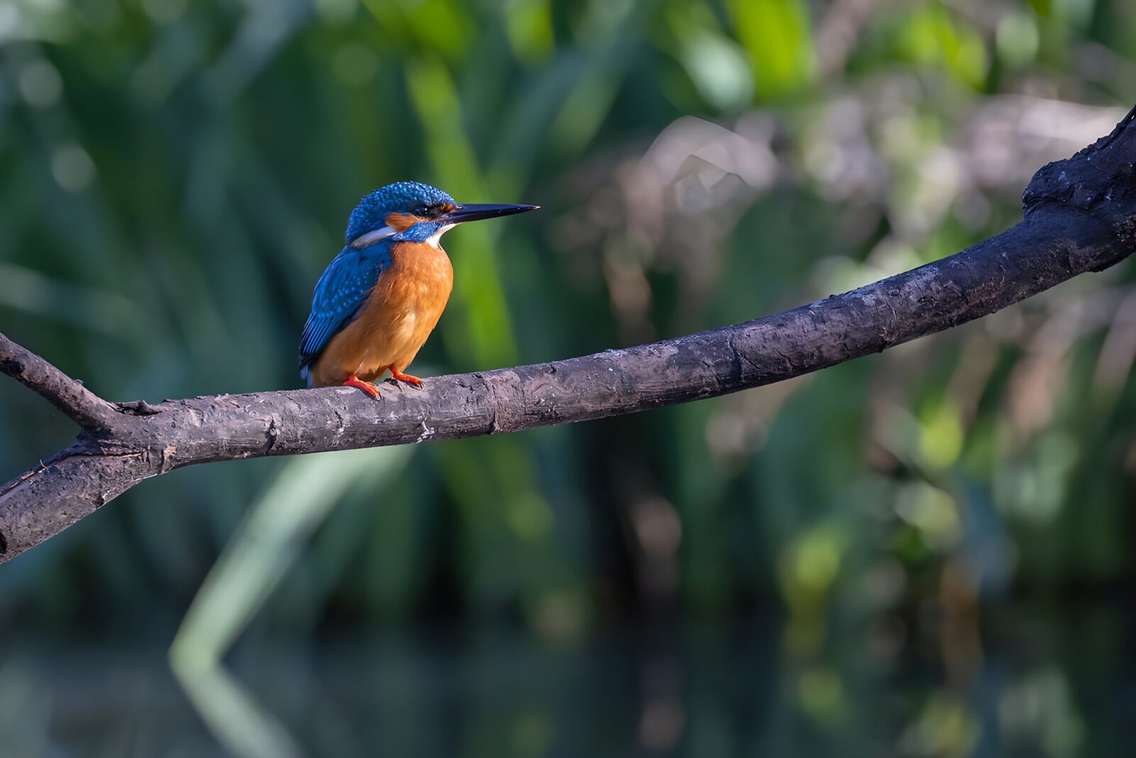 OCCOM8657306: Vibrant Kingfisher on a Branch