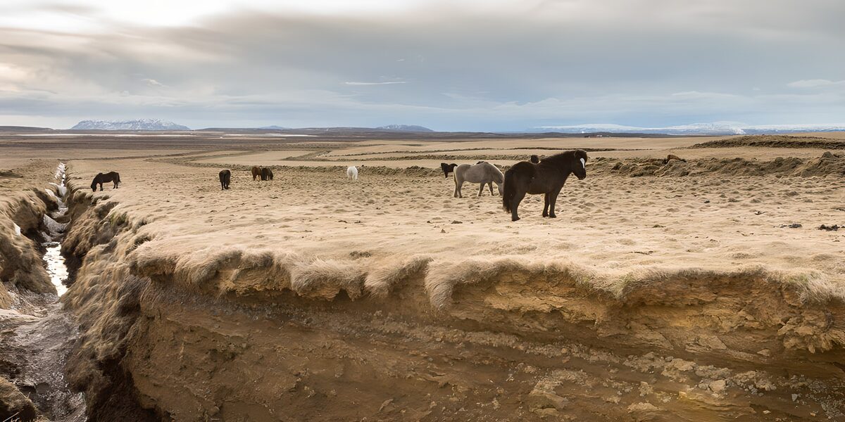 Majestic Icelandic Horses in a Rustic Landscape