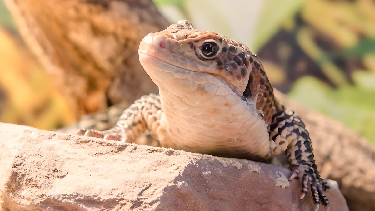 Lizard on a Rock