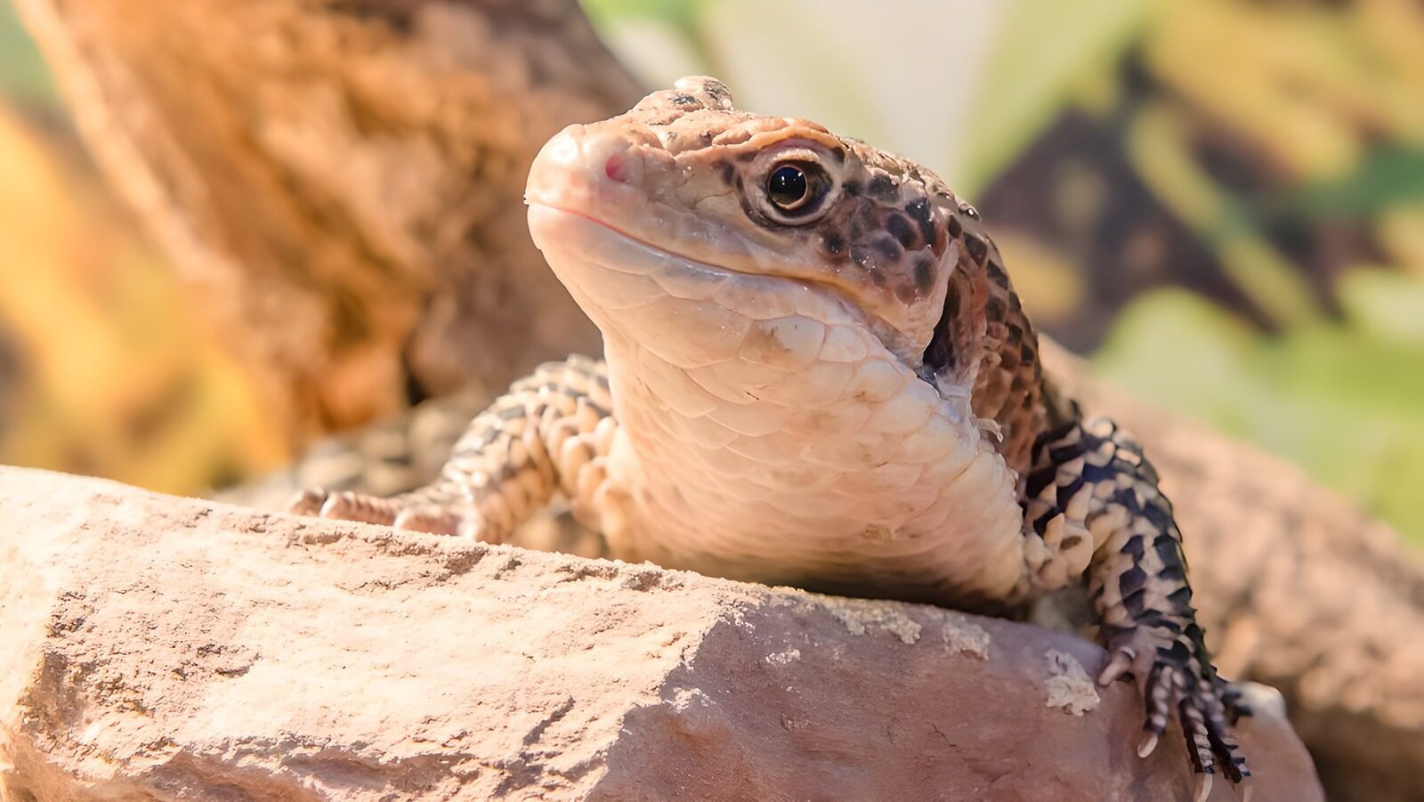 OCCOM6557077: Lizard on a Rock