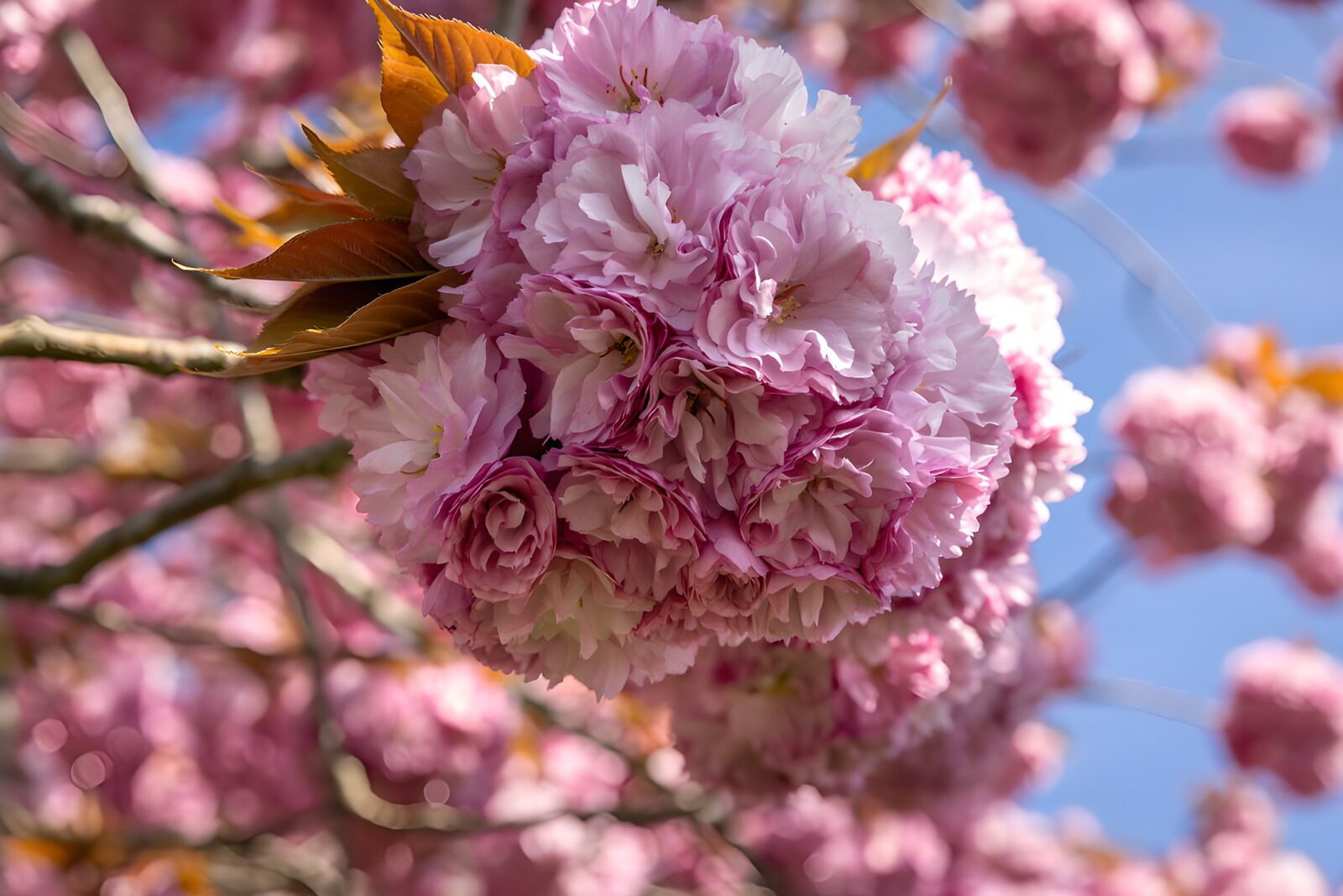 OCCOM5751541: Beautiful Cherry Blossom Blooms