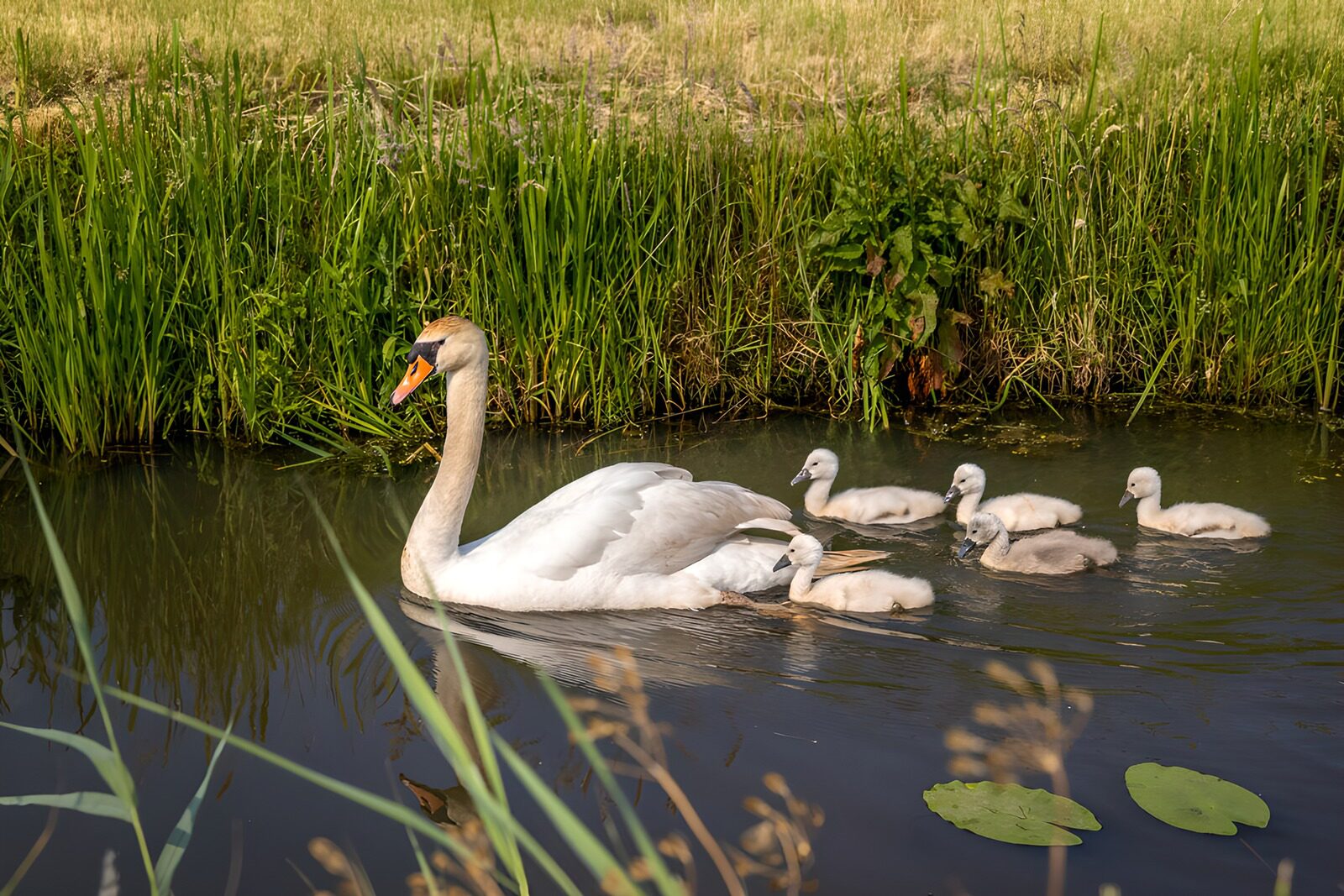 OCCOM7969366: Mother Swan with Her Cygnets