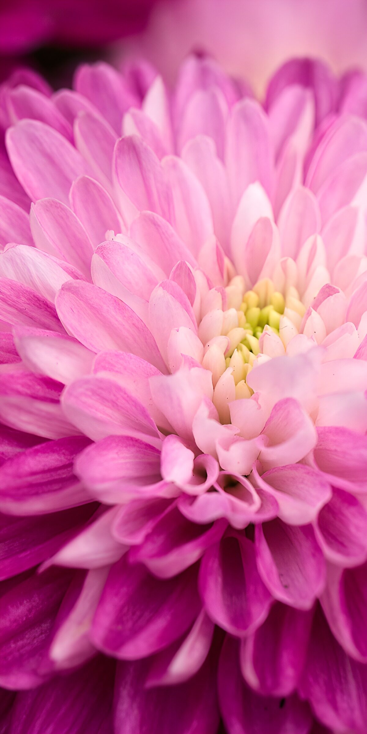 OCCOM1981662: Beautiful Pink Chrysanthemum Bloom